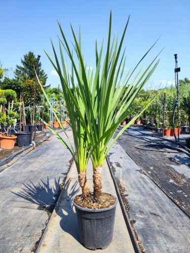 Cordyline Australis - Déli Bunkóliliom
