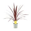 Cordyline Australis 'Red star' - Bunkóliliom