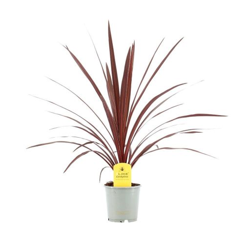 Cordyline Australis 'Red star' - Bunkóliliom