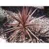 Cordyline Australis 'Red star' - Bunkóliliom