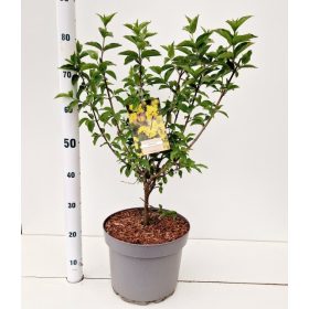 Cornus mas - Húsos som