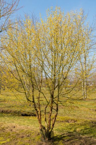 Cornus mas - Húsos som