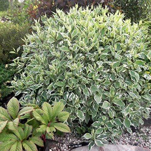 Cornus alba 'Sibirica Variegata' - Fehértarka som