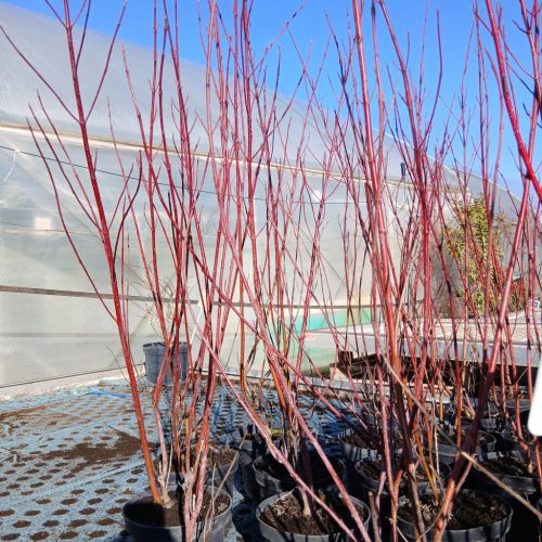 Cornus alba 'Sibirica Variegata' - Fehértarka som