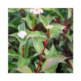 Cornus alba 'Sibirica' - Fehértarka som