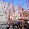 Cornus alba 'Sibirica' - Fehértarka som