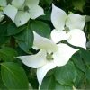Cornus kousa "China girl" - Csillagsom