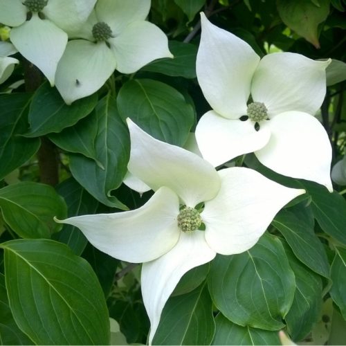 Cornus kousa "China girl" - Csillagsom