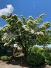 Cornus kousa "Milky way" - Csillagsom