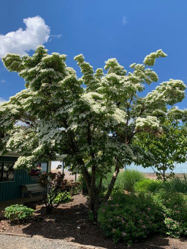 Cornus kousa "Milky way" - Csillagsom