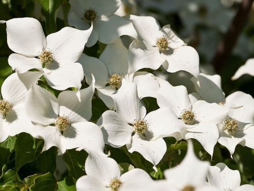 Cornus kousa "Milky way" - Csillagsom