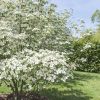 Cornus kousa - Csillagsom