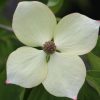 Cornus kousa - Csillagsom