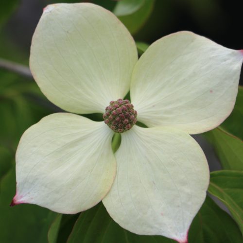 Cornus kousa - Csillagsom