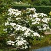Cornus kousa "Teutonia" - Csillagsom