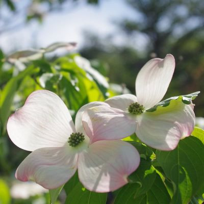 Cornus kousa "Teutonia" - Csillagsom
