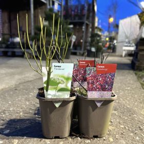 Cornus mix - som mix (11cm)