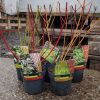 Cornus mix - som mix (14cm)