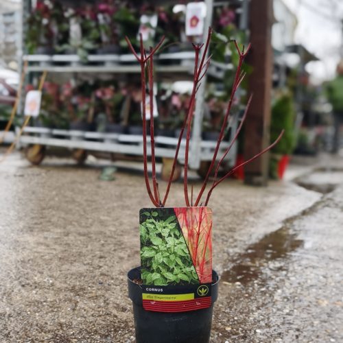 Cornus mix - som mix (14cm)