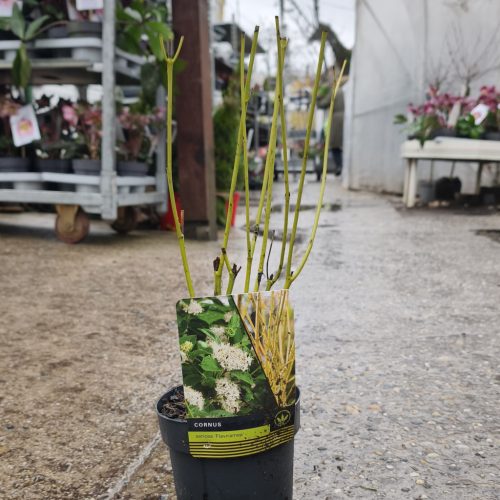 Cornus mix - som mix (14cm)