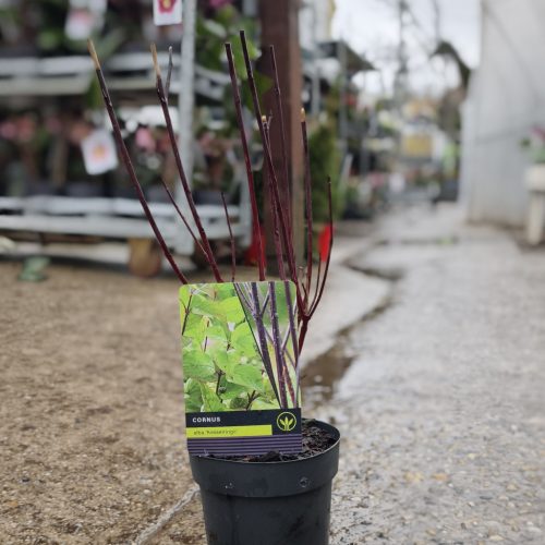 Cornus mix - som mix (14cm)