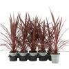 Cordyline Australis 'Red star' - Bunkóliliom