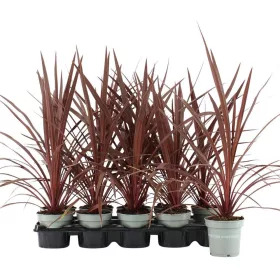 Cordyline Australis 'Red star' - Bunkóliliom