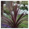 Cordyline Australis 'Red star' - Bunkóliliom