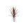 Cordyline Australis 'Red star' - Bunkóliliom