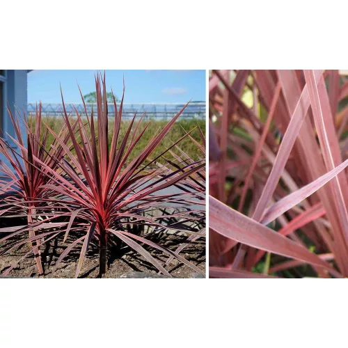 Cordyline Australis 'Red star' - Bunkóliliom