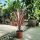 Cordyline Australis 