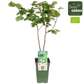   Corylus 'Red Zeller / Rote Zellernuss' – Mogyoró