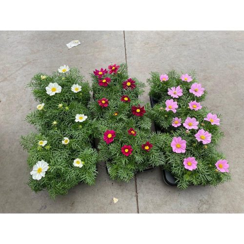 Cosmos bipinnatus mix - Kerti pillangóvirág