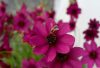 Cosmos bipinnatus 'Cherry Chocolate' - Kerti pillangóvirág