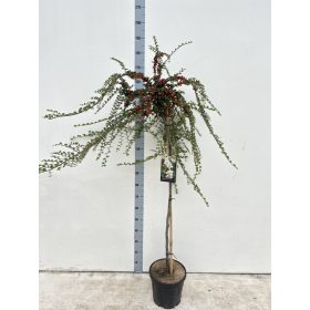   Cotoneaster apiculatus 'Blackburn' - Magas törzsű madárbirs