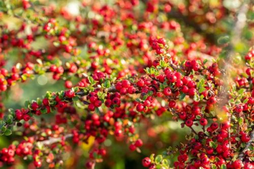Cotoneaster apiculatus 'Blackburn' - Magas törzsű madárbirs
