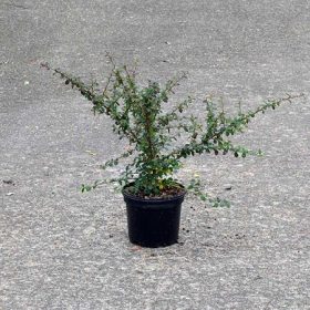 Cotoneaster suecicus 'Coral Beauty' - Madárbirs