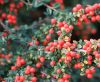 Cotoneaster suecicus 'Coral Beauty' - Madárbirs