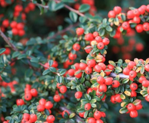 Cotoneaster suecicus 'Coral Beauty' - Madárbirs
