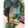 Citrus Limetta Pursha - Édes Lime/citrom