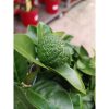 Citrus Limetta Pursha - Édes Lime/citrom