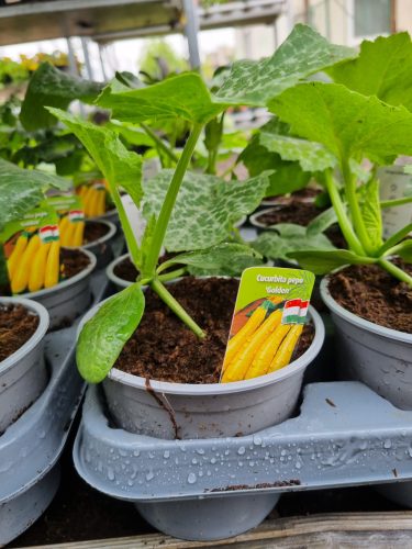Cucurbita pepo 'Golden' - Cukkini