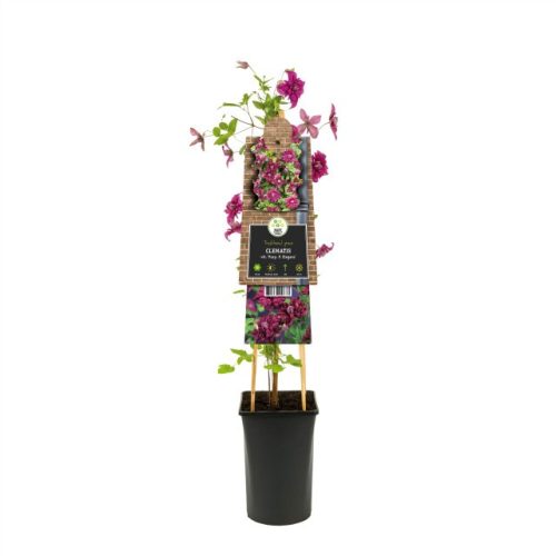 Clematis purpurea 'Plena elegans' - Klematisz