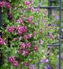 Clematis purpurea 'Plena elegans' - Klematisz