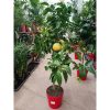Citrus paradisi - grapefruit fa