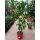 Citrus paradisi - grapefruit fa
