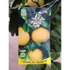 Citrus paradisi - grapefruit fa