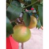 Citrus paradisi - grapefruit fa