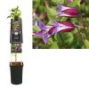 Clematis 'Prince William' - Klematisz