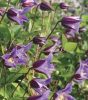 Clematis 'Prince William' - Klematisz